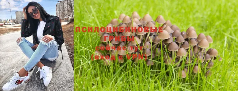 Галлюциногенные грибы Magic Shrooms  Каменка 